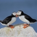 puffin_atlantic_msi_h_0728_can1756.jpg